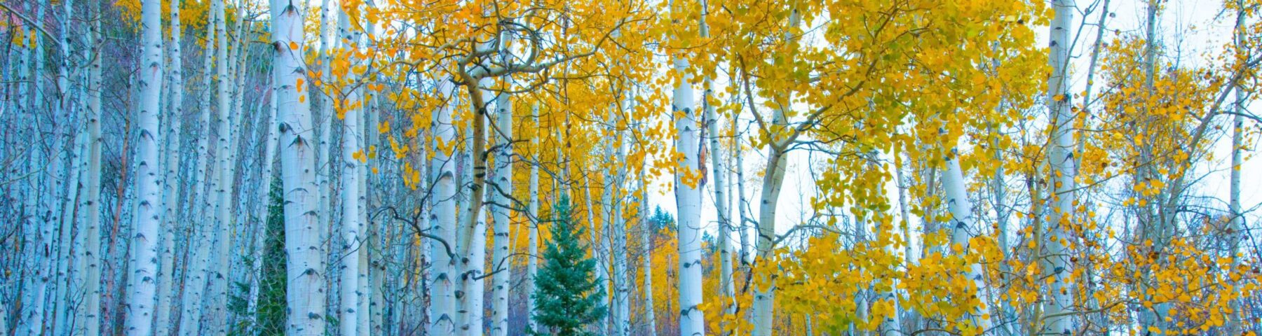 Aspen trees in autumn