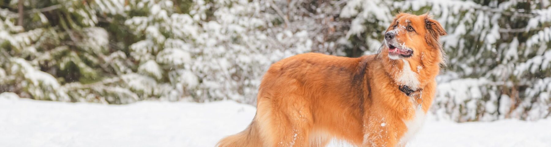 Pet friendly rentals