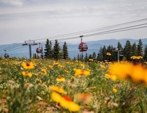 Silver Queen Gondola - Aspen Mountain