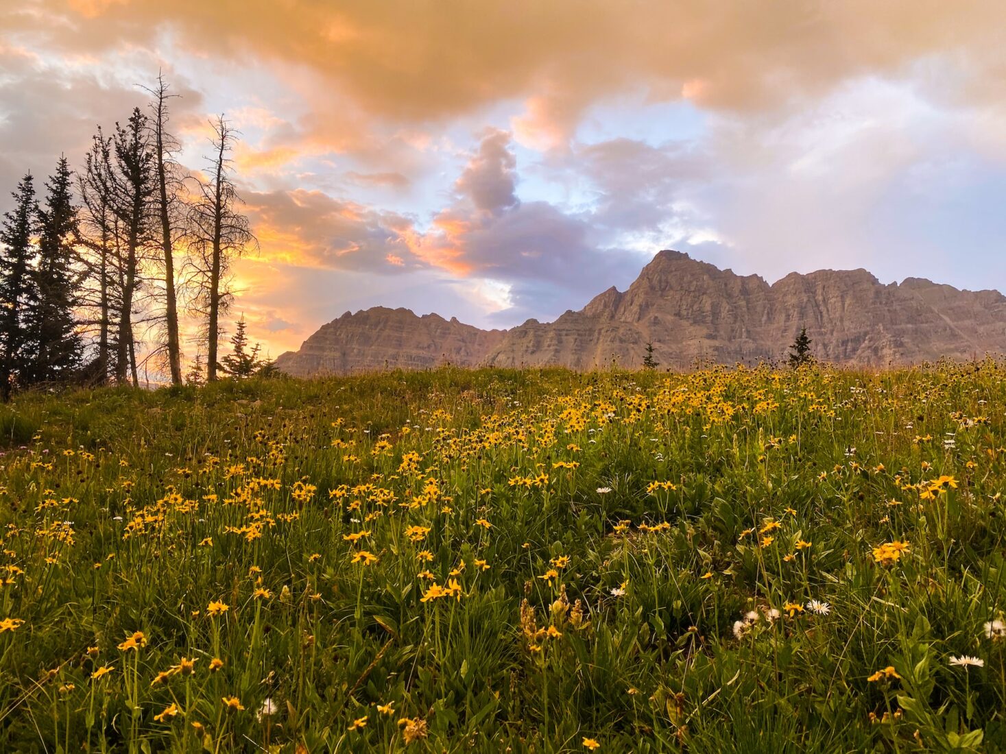 Field of wildflowers