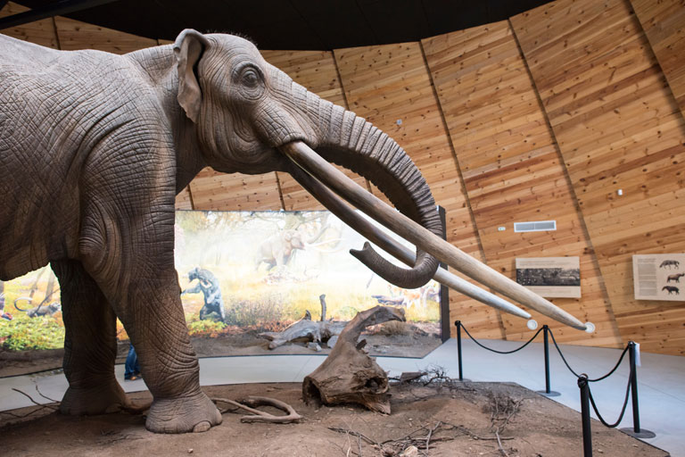 Mastodon - Boneyard Alaska Mastadon Display