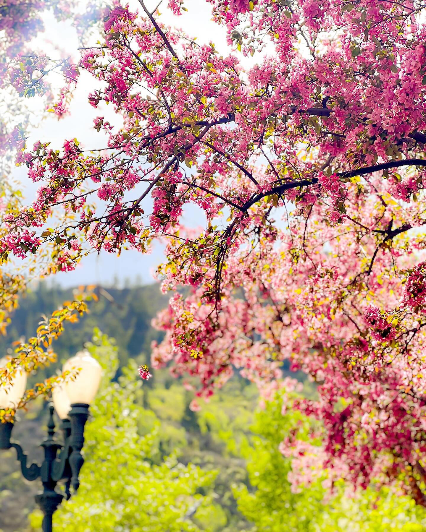 Pink spring blossoms frame a scenic mountain view in Aspen, Colorado